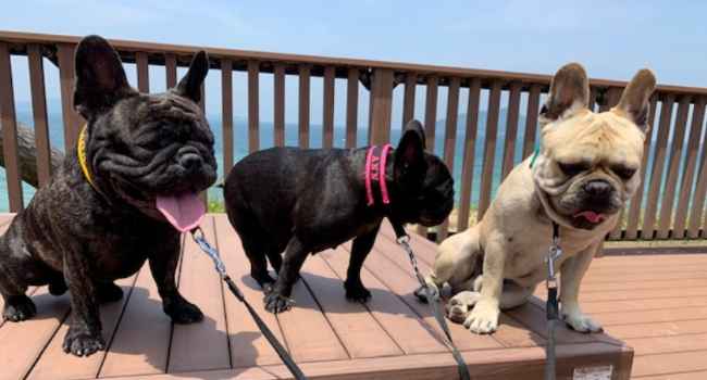 �p�[�t�F�N�V���� �h�b�O�t�[�h